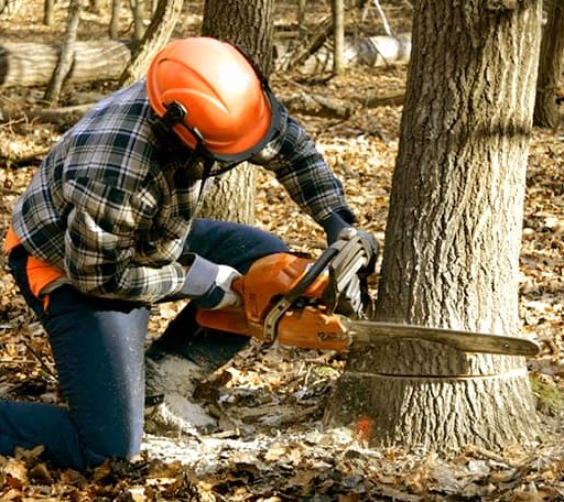 Tree Removal in Arp, TX